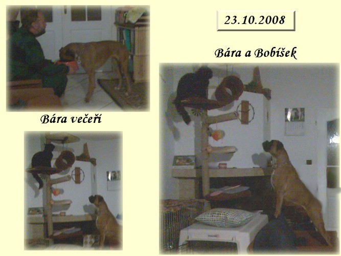 Bára 20081023 01.jpg